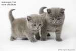 Питомник Лия. Британские котята:коты и кошки голубые,лиловые,черные.