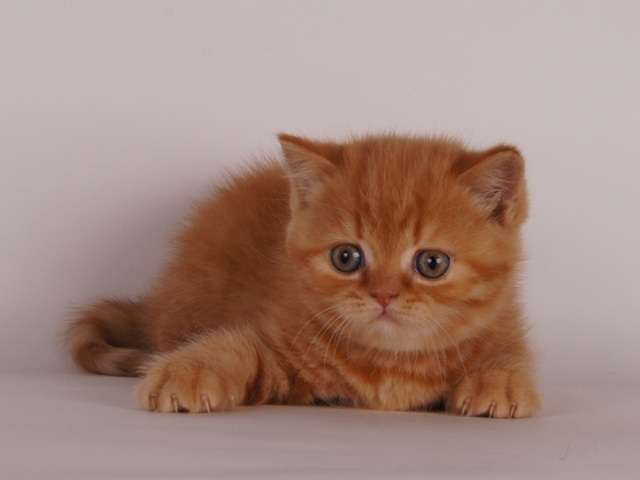 Британские котята 1,5 мес Британские котята 1,5 мес