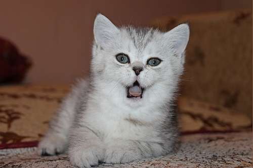 Британские плюшевые котята,кошечка Британские плюшевые котята,кошечка