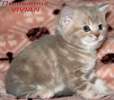 Британские котята лиловый мрамор из питомника VIVIAN. 