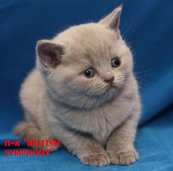 Британские котята из питомника. Британские котята из питомника.