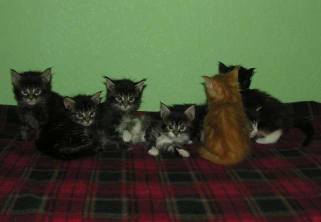 Котята породы Мейн кун Котята породы Мейн кун