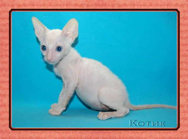 Корниш рекс - кудрявые котята. Корниш рекс - кудрявые котята.