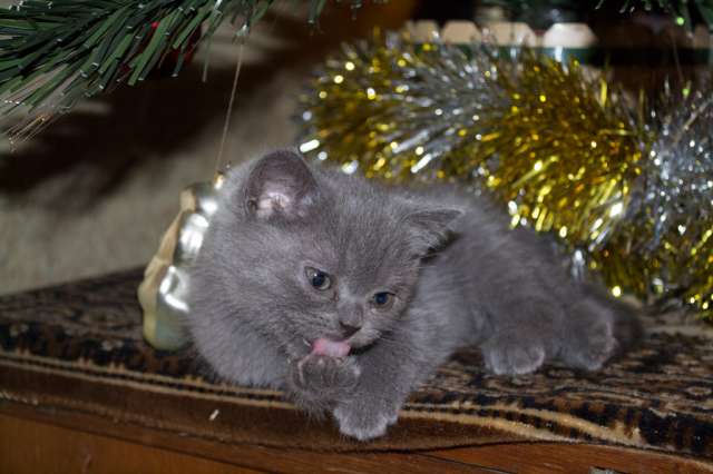 Шотландские котята Шотландские котята