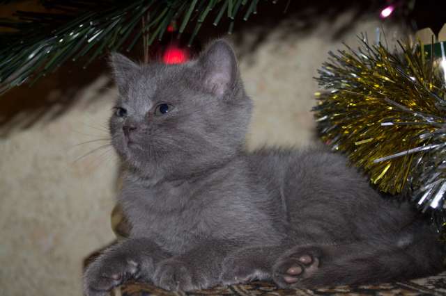 Голубые шотландские котята Голубые шотландские котята