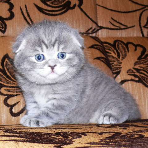 Шотландские котята Шотландские котята