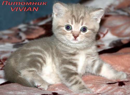 Британские котята вискас из питомнка VIVIAN. Британские котята вискас из питомнка VIVIAN.