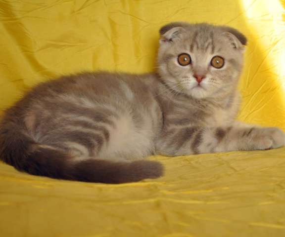 Шотландский красивый вислоухий голубой мраморный котик 4 мес. Шотландский красивый вислоухий голубой мраморный котик 4 мес.