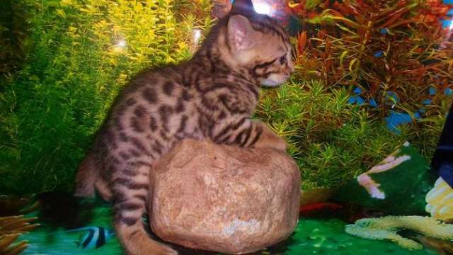 Бенгальские котята Бенгальские котята