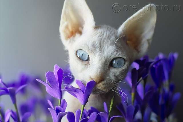 Беленькая кошечка с голубыми глазами ищет родителей! Беленькая кошечка с голубыми глазами ищет родителей!