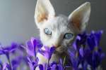 Беленькая кошечка с голубыми глазами ищет родителей!