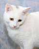 Роскошная красавица котенок Белоснежка