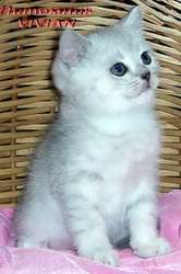 Британские котята из питомнка vivian. Британские котята из питомнка vivian.