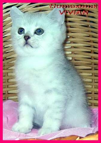 Британские котята шиншиллы из питомнка VIVIAN. Британские котята шиншиллы из питомнка VIVIAN.