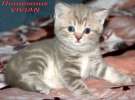 Британские котята лиловый мрамор из питомника VIVIAN. 
