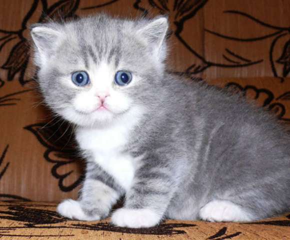 Шотландские котята Шотландские котята