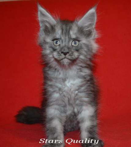 Котята породы мейн-кун Котята породы мейн-кун