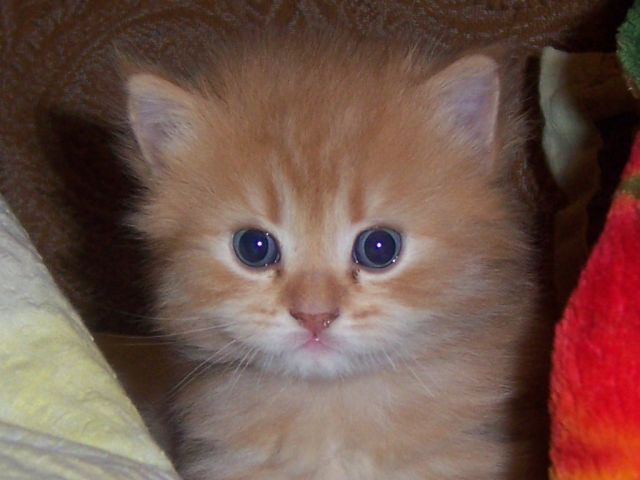 отдам котенка. отдам котенка.