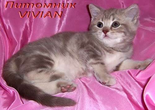 Британские котята лиловый мрамор на серебре из питомника VIVIAN. Британские котята лиловый мрамор на серебре из питомника VIVIAN.