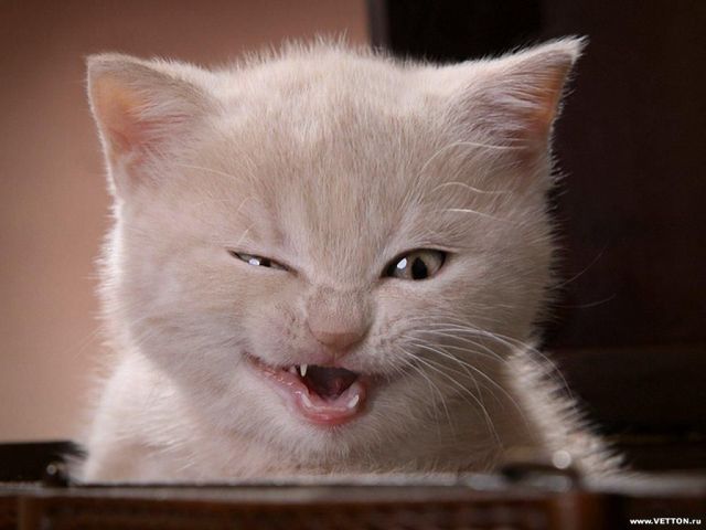 хочу котёнка хочу котёнка