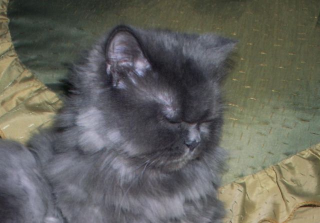 отдам в добрые руки кота отдам в добрые руки кота