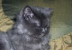 отдам в добрые руки кота