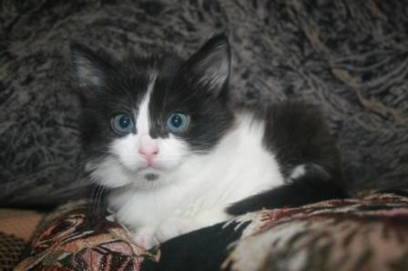 Котята в дар Котята в дар
