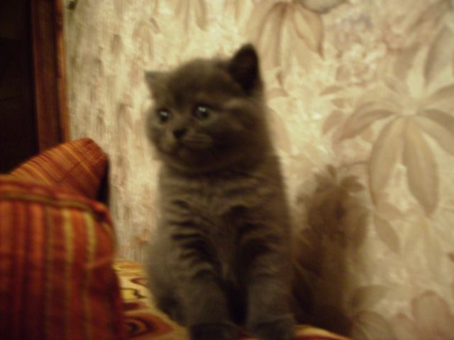 Продам голубых британских котят