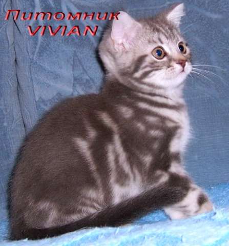 Британские котята мраморного окраса из питомника VIVIAN. Британские котята мраморного окраса из питомника VIVIAN.