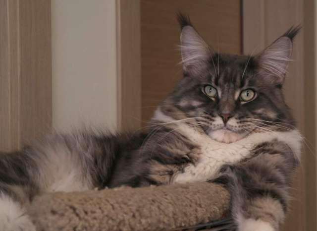 Роскошные котята мейн кун. Роскошные котята мейн кун.
