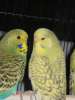 Выставочные волнистые попугаи(Чехи)