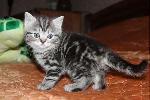 Британские котята, кошечка шоу , вискас (мрамор) Британские котята, кошечка шоу , вискас (мрамор)