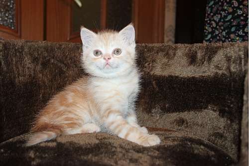Британские котята, котики эксклюзивных окрасов Британские котята, котики эксклюзивных окрасов