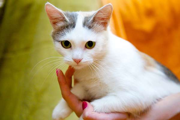 Кошечка трехцветка на счастье и удачу! Кошечка трехцветка на счастье и удачу!