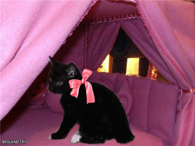 Супер котенок Супер котенок