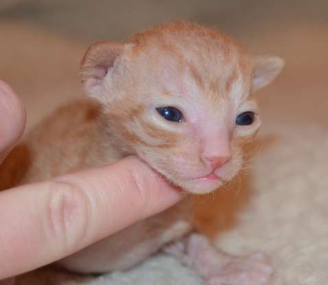 Корниш рекс Корниш рекс