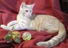В дар персиковый котик Гарфилд, 9 мес.