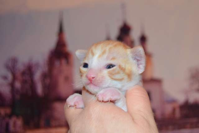 Корниш рексы Корниш рексы