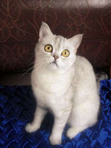 Британские котята. Британские котята.
