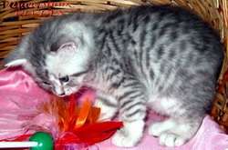 Британские котята вискас из питомника VIVIAN. Британские котята вискас из питомника VIVIAN.