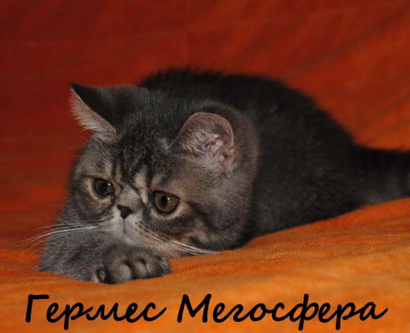 Экзотические плюшевые котята Экзотические плюшевые котята