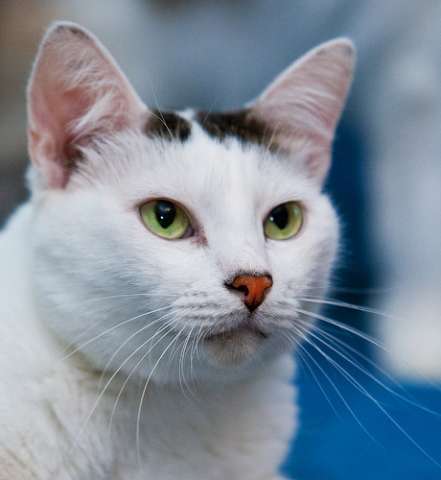Котик-прелесть, котик-хвостик Маркиз ищет свою Даму сердца! Котик-прелесть, котик-хвостик Маркиз ищет свою Даму сердца!