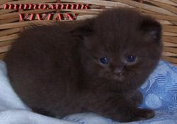 Британские котята голубые,лиловые, шоколадные, мраморные Британские котята голубые,лиловые, шоколадные, мраморные