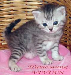 Британские котята вискас из питомника VIVIAN. Британские котята вискас из питомника VIVIAN.
