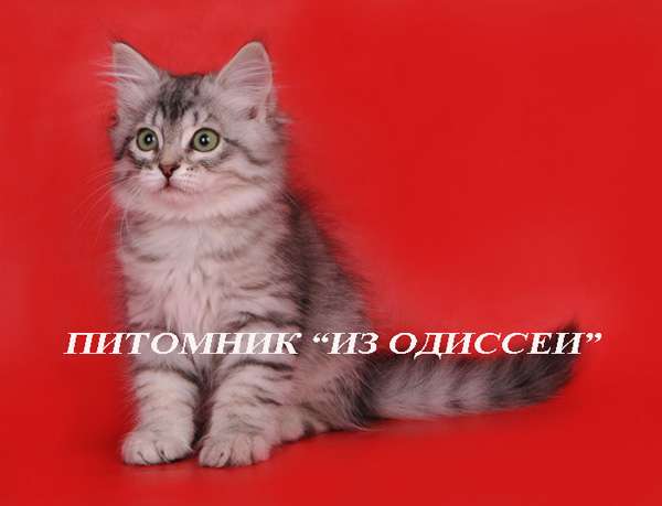 Сибирская серебристая кошечка Сибирская серебристая кошечка