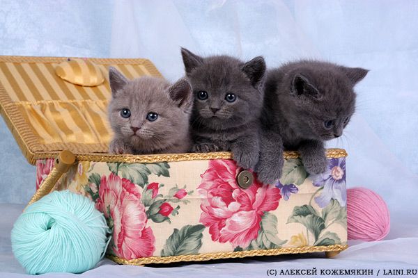 Подарите радость своим любимым!!!!!!!!!!!! Подарите радость своим любимым!!!!!!!!!!!!