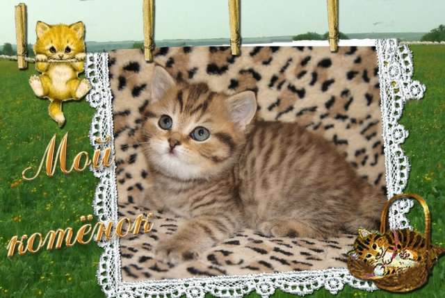 Британские ласковые котята Британские ласковые котята