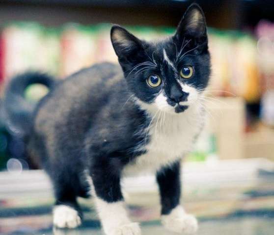 Котенок Васька в дар! Котенок Васька в дар!