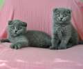 Видео. Два супер плюшевых шотландских вислоухих голубых котика