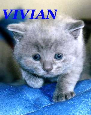 Британские котята вискас из питомника VIVIAN. Британские котята вискас из питомника VIVIAN.